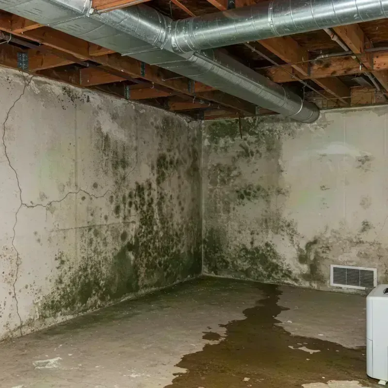 Professional Mold Removal in New London, WI